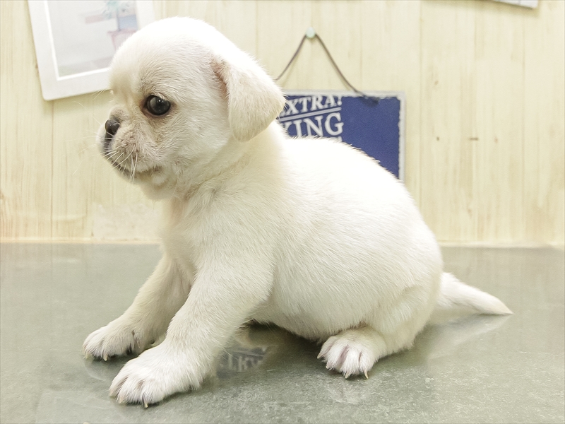 ミックス犬 - 広島LECT店 | ペッツワン
